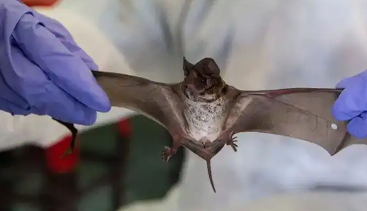 coronavirus,coronavirus neocov,wuhan scientists,neocov virus