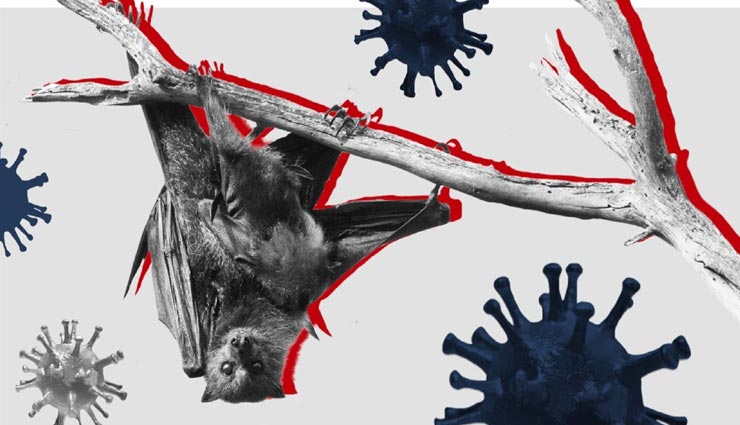 लाओस की गुफाओं में वैज्ञानिकों को मिले कोरोना फैलाने वाले चमगादड़, सीधे संक्रमित कर ले सकता है जान 