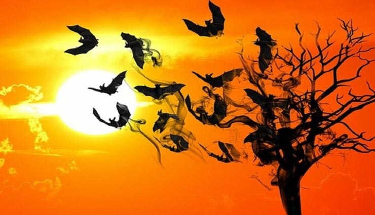 पेड़ पर उल्टा ही क्यों लटकते हैं चमगादड़? जानें इससे जुड़ा राज weird news,weird information,interesting facts,bats hang upside down