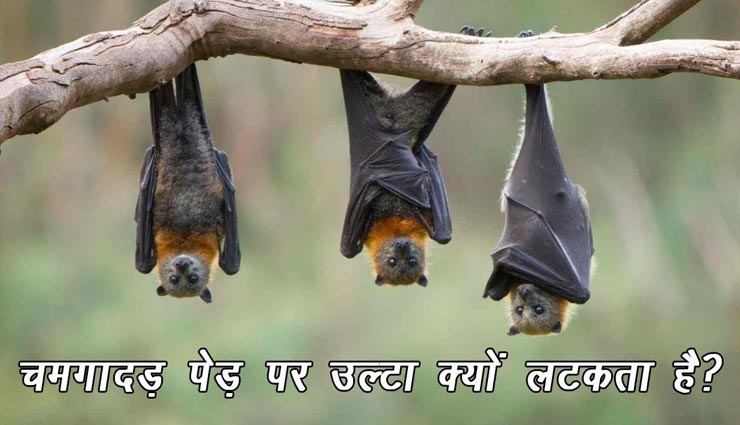 पेड़ पर उल्टा ही क्यों लटकते हैं चमगादड़? जानें इससे जुड़ा राज