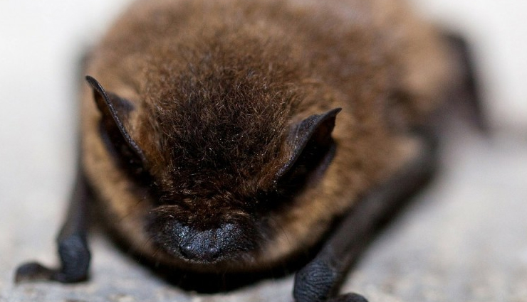 flying animals to watch out for in illinois,most hazardous birds and bats in illinois,dangerous aerial creatures in illinois,flying wildlife posing risks in illinois,threatening flying animals in illinois,beware of these dangerous fliers in illinois,illinois wildlife with potential danger in flight,risks from flying creatures in illinois,hazards from airborne animals in illinois,staying safe from dangerous flying wildlife in illinois