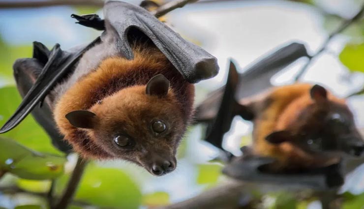 देश में ऐसा भी मंदिर जहाँ होती हैं चमगादड़ की पूजा