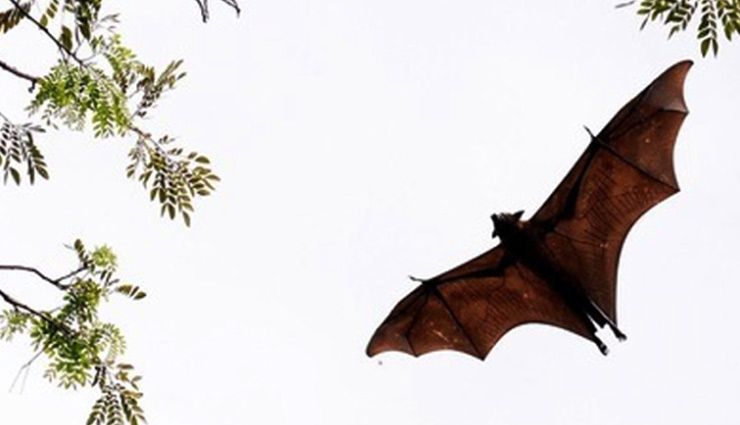 weird village,village in india where bats are worshiped,bihar,sarsai village