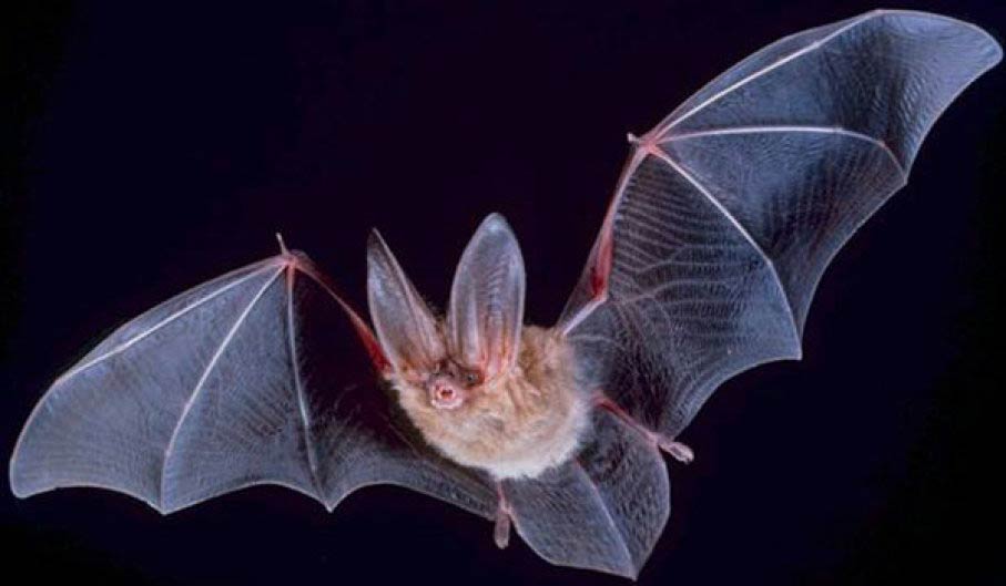 bats,nipah virus