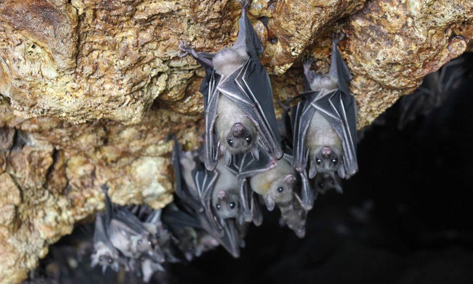 bats,nipah virus