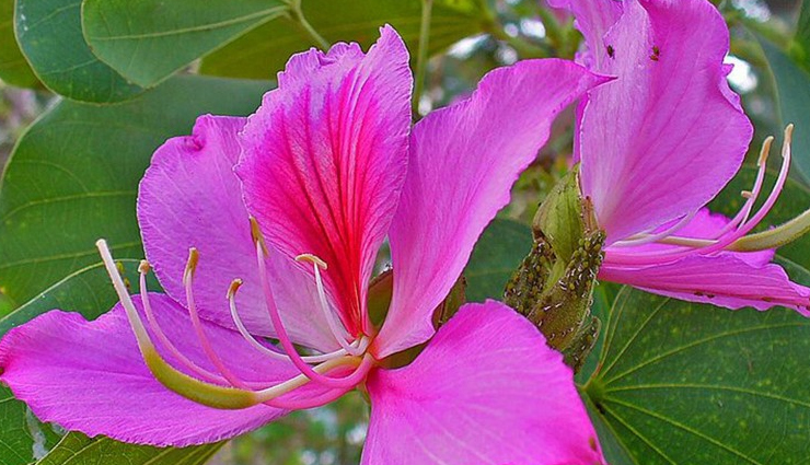 herbs and spices for pcos management,natural remedies for pcos and health issues,managing pcos with herbs and spices,benefits of herbs and spices for health issues,herbal remedies for pcos and other health conditions,spices for hormonal balance and wellness,pcos-friendly herbs and spices,herbal solutions for women health concerns,holistic approach to managing pcos and other health problems,incorporating herbs and spices in your health routine