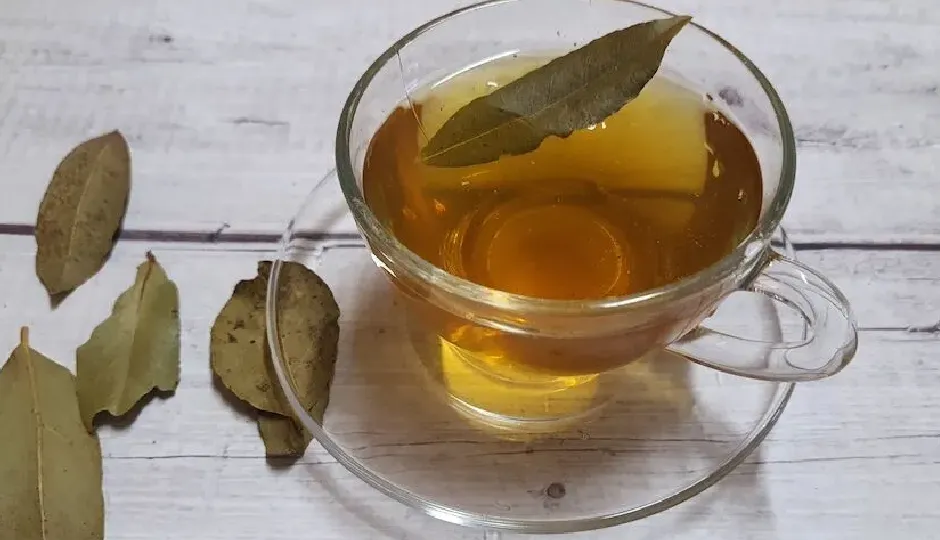 तेज पत्ता का पानी पीने के फायदे, वजन घटाने में असरदार, जानें कितने दिन करें सेवन और किन समस्याओं में है लाभकारी