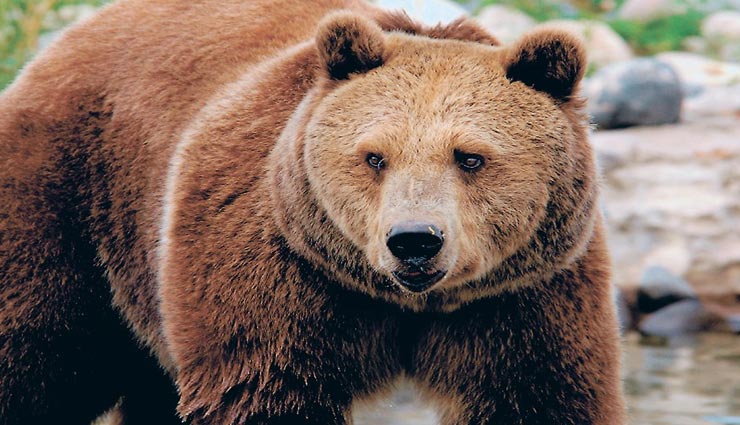 32 किलोमीटर दूर की गंध को आसानी से सूंघ सकते है भालू, जानें इनसे जुड़े रोचक तथ्यों के बारे में