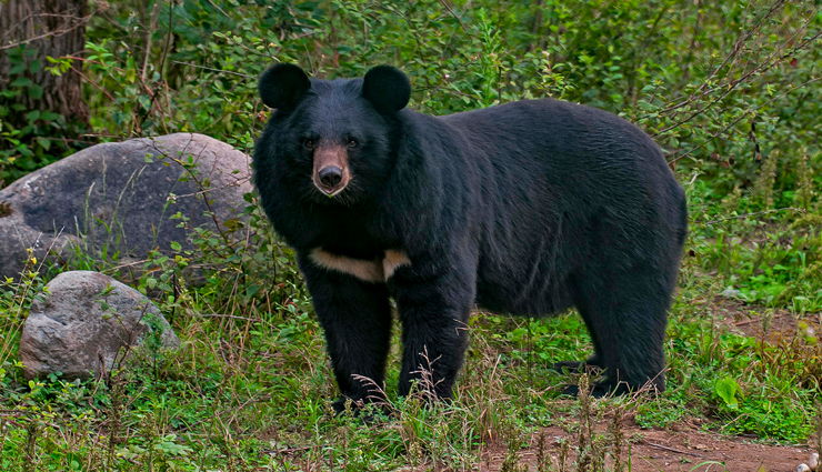 6 National Parks To Spot Himalayan Black and Brown Bear in India