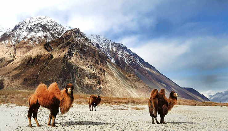 himalayan black and brown bear in india,national parks to see himalayan black and brown bear,places to spot bear in india,india