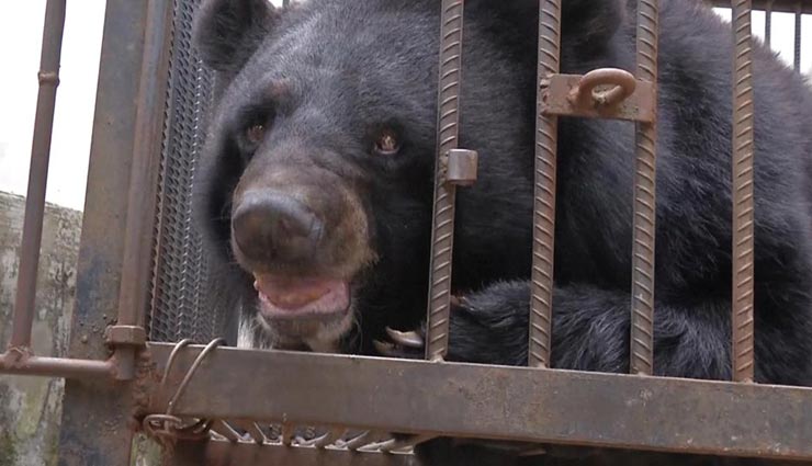 weird news,weird story,bear behind the bars,bear cutting the punishment,punishment to bear ,भालू, भालू को जेल, भालू को सजा, अनोखी सजा, अनोखी घटना
