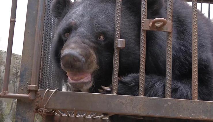 weird news,weird story,bear behind the bars,bear cutting the punishment,punishment to bear