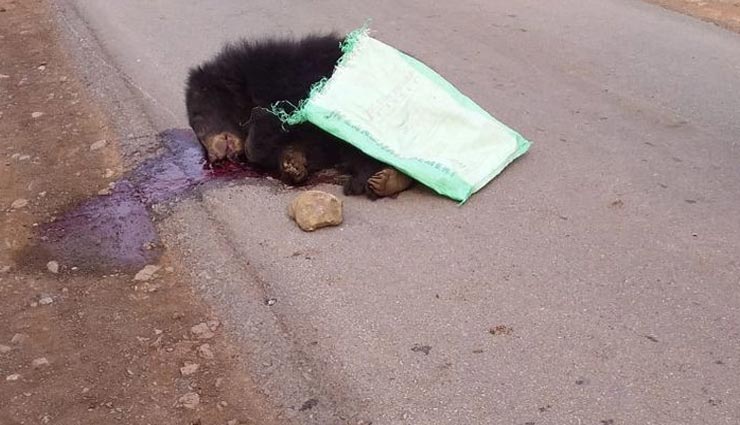 रावतभाटा : जंगल से बाहर आते ही सड़क हादसे का शिकार हुआ भालू का बच्चा, हुई मौत