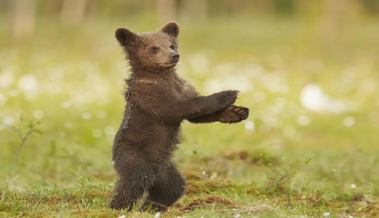 VIDEO : भालू के बच्चे का ऐसा डांस देखकर हर कोई रह गया हैरान!