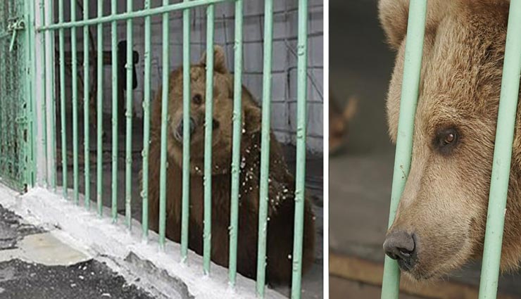 यह भालू काट रहा है सलाखों के पीछे उम्रकैद की सजा, कारण हैरान करने वाला