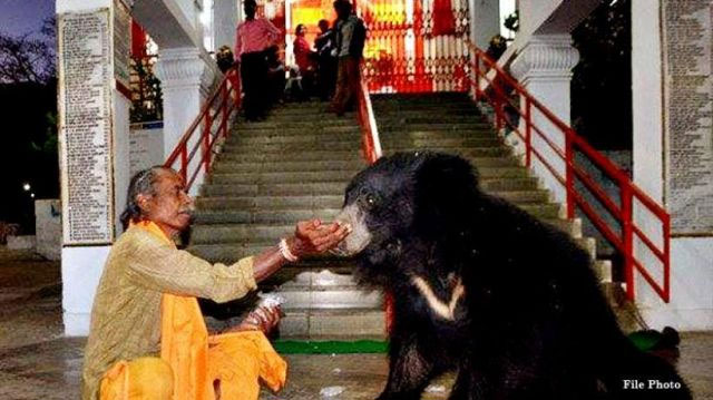 bear attend aarti,maa chandi temple
