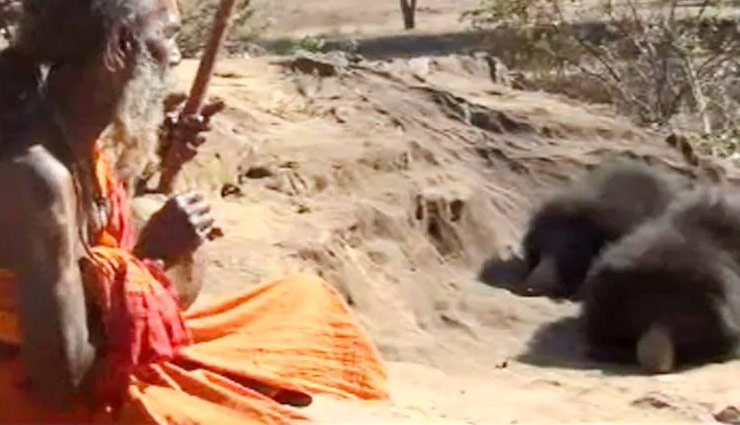 wild bears,pray god,prasad,weird news