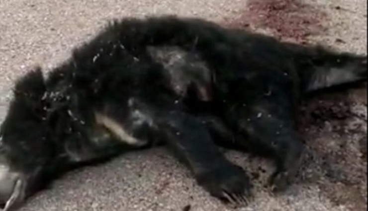 बारां / वाहन की टक्कर से हाईवे क्रॉस कर रहे भालू की मौत, पहले भी हो चुकी है कई जानवरों की मौत 
