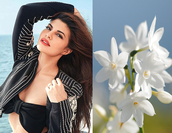 Beautiful Jasmine Flower Will Give You Jacqueline Like Skin