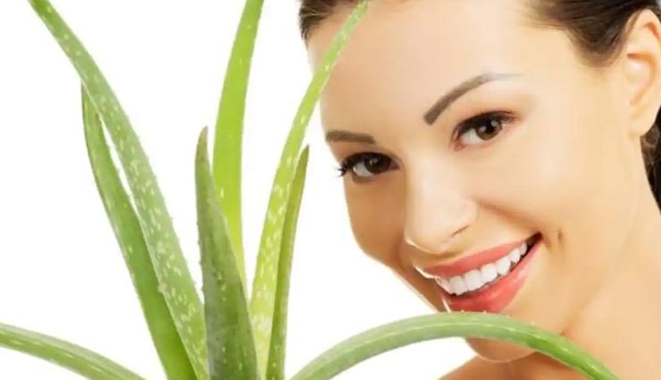 ऐलोवेरा के इस नुस्खें से दूर होंगे कट के निशान, जानें बनाने का तरीका 