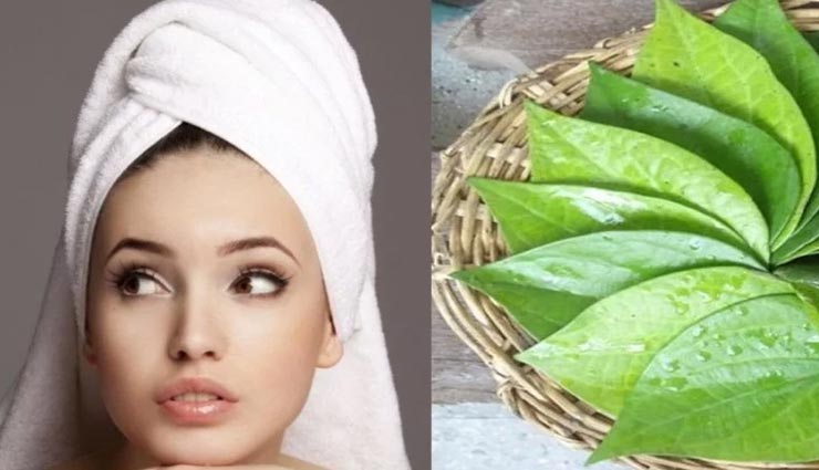 शरीर की कई समस्याओं का इलाज हैं पान के पत्ते, जानें कैसे करें इनका इस्तेमाल