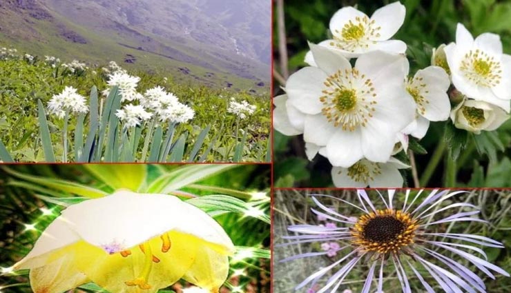 tourist place,indian tourist place,valley of flowers national park,uttarakhand place
