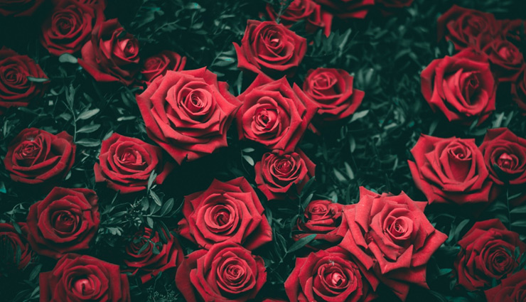 आपको खूबसूरत और सुन्दर बनाएंगी गुलाब की पत्तियाँ, जानें किस तरह करें इनका इस्तेमाल 