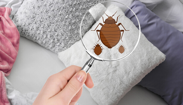 Effective Home Remedies To Get Rid of Bed Bugs Permanently - lifeberrys.com - How To Get Rid Of Bed Bugs In One Day