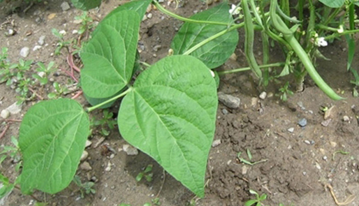 baking soda,vacuum cleaner,bean leaves,tea tree oil,mint leaves,lemongrass,lavender,effective home remedies,home remedies for bed bugs