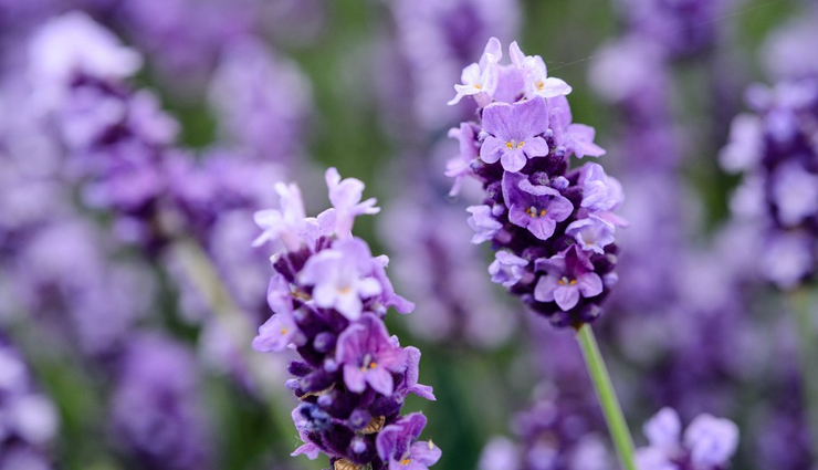 baking soda,vacuum cleaner,bean leaves,tea tree oil,mint leaves,lemongrass,lavender,effective home remedies,home remedies for bed bugs