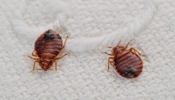 घर को दिलाना चाहते हैं खटमल से निजात, आजमाए ये बेहतरीन उपाय tips to save your house from bedbugs,bedbugs,removing bedbugs from house,household tips,home decor tips