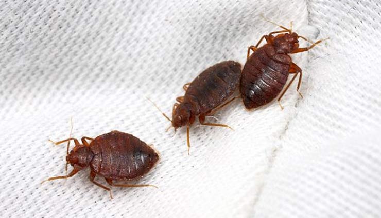 घर को दिलाना चाहते हैं खटमल से निजात, आजमाए ये बेहतरीन उपाय tips to save your house from bedbugs,bedbugs,removing bedbugs from house,household tips,home decor tips