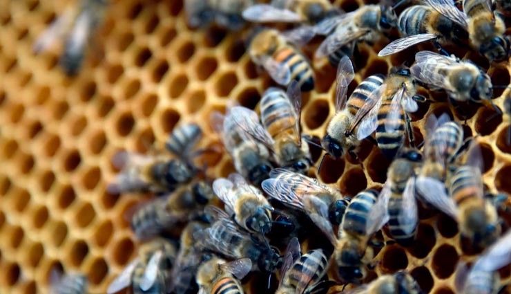 जोधपुर : मधुमक्खियों ने किया अस्पताल पर हमला, 2 डॉक्टरों समेत 14 को बनाया शिकार
