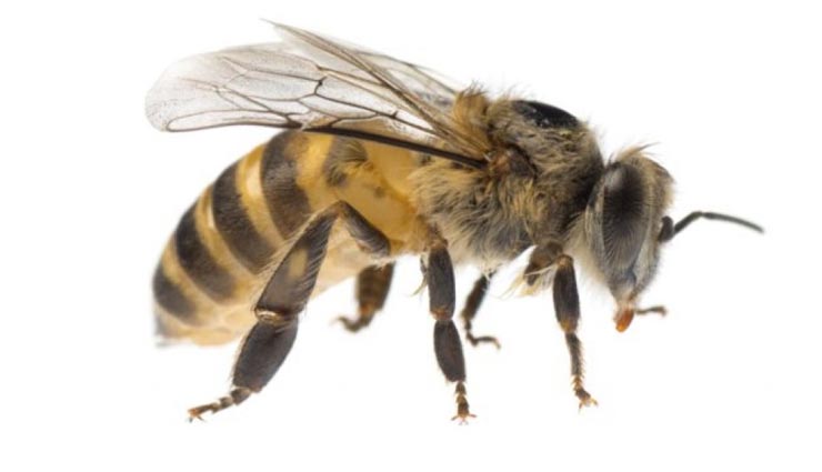 interesting facts,amazing facts,honey bee,facts related honey bee,interesting facts of honey bee,amazing facts of honey bee