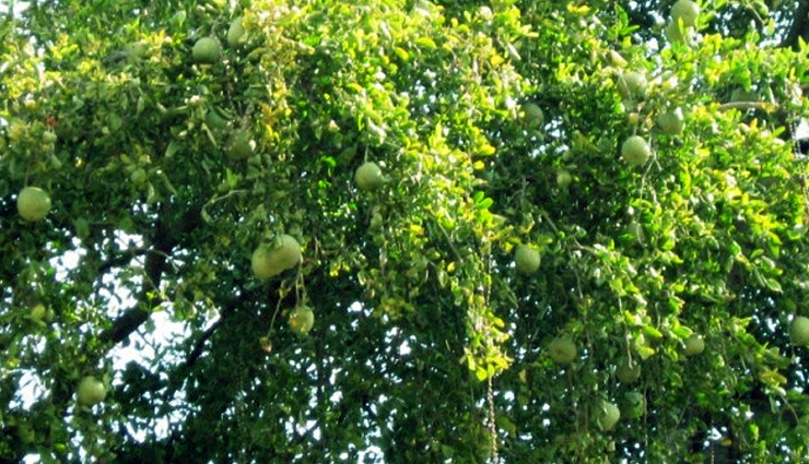5 amazing benefits of bael,ayurvedic medicine,healthy livings