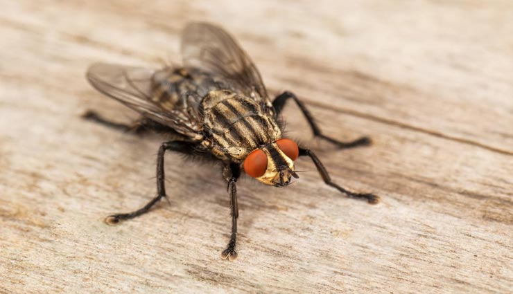 गर्मियों के दिनों में मक्खियाँ करती है बहुत परेशान, इन उपायों की मदद से पाए छुटकारा