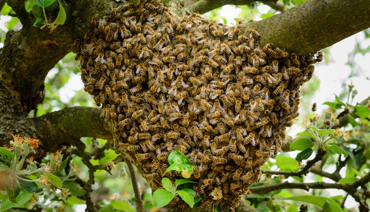 क्या आपके घर में मधुमक्खियों ने डाल लिया हैं डेरा, निजात पाने के लिए आजमाए ये उपाय 