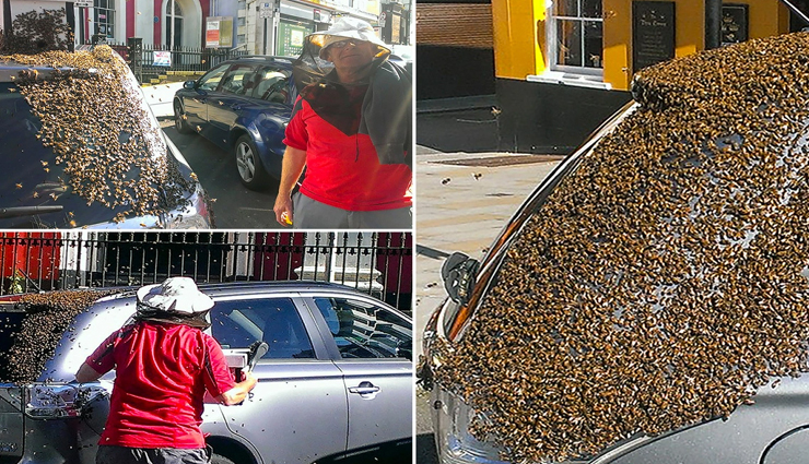 2 दिन तक कार का पीछा करती रही 20 हज़ार मधुमक्खियां! कारण कर देगा आपको भी हैरान 