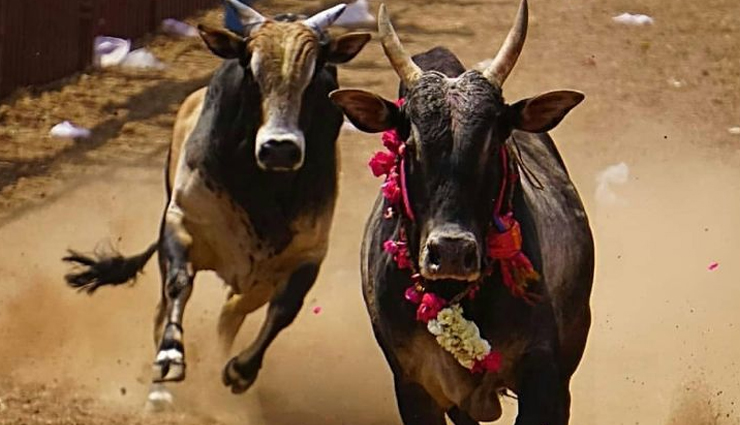 festivals in tamil nadu,tamil nadu travel guide,festivals celebrated in tamil nadu,travel,travel tips in hindi,holidays,travel guide