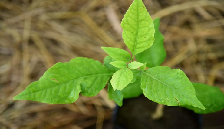 astrology tips,astrology tips in hindi,sawan 2022,sawan special,lord shiva,plants in sawan