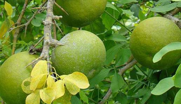 herbs for high sugar prevention,natural remedies for ineffective insulin,managing high blood sugar with herbs,improving insulin efficacy with herbs,natural solutions for ineffective insulin problems,effective herbs to prevent high sugar levels and enhance insulin function,natural remedies to manage high blood sugar and insulin resistance problems