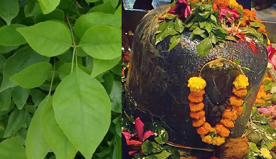 महाशिवरात्रि के दिन क्यों नहीं तोड़े जाते बेलपत्र? पहले ही कर लें संग्रह, जानिए शास्त्रों में बताए गए नियम