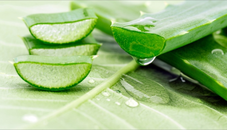 benefits of aloe vera,aloe vera ayurvedic medicine,pain relief aloe vera,aloe vera face wash,aloe vera is good for skin