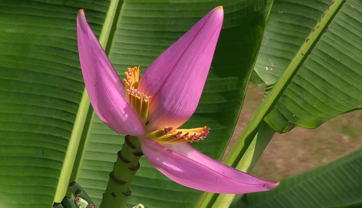 health benefits of banana flower,banana flower,benefits of eating banana flower,Health tips,fitness tips,healthy living