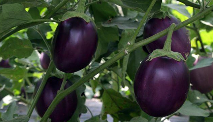 5 amazing benefits of eating brinjal,brinjal health benefits,Health tips,healthy food