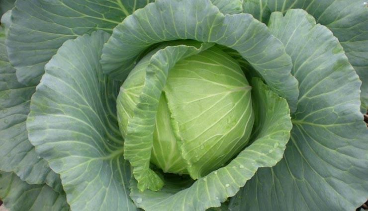 benefits of eating cabbage