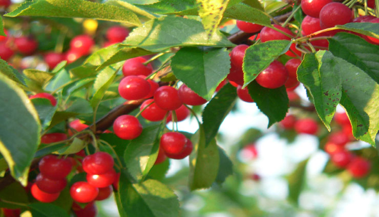 नींद न आना, ब्लड प्रेशर जैसी कई परेशानियों में चेरी का सेवन रहता है फायदेमंद