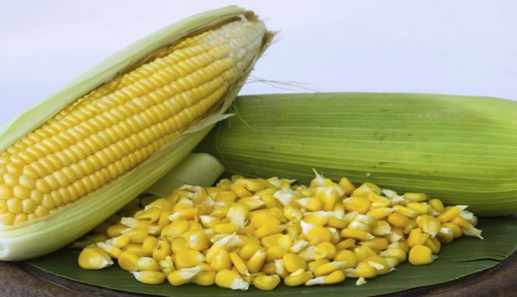 health benefits corn,Health tips,Health ,भुट्टे,भुट्टे खाने के फायदे,हेल्थ,हेल्थ टिप्स