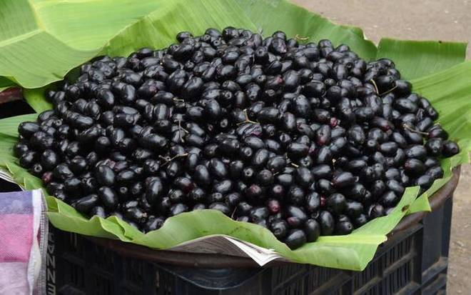 jamun,benefits of eating jamun,healthy fruits,Health tips