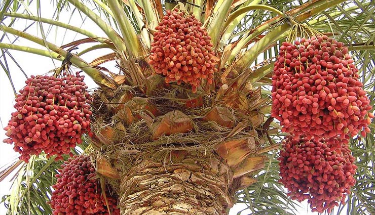 dates,beneftis of dates,dates health benefits,dates benefits,Health tips,healthy living,Health